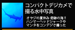 �R���p�N�g�f�W�J���ŎB�鐅���ʐ^ �I���W�̉ċx�� ��Ղ̊C