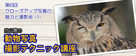内山晟の 動物写真・撮影テクニック講座