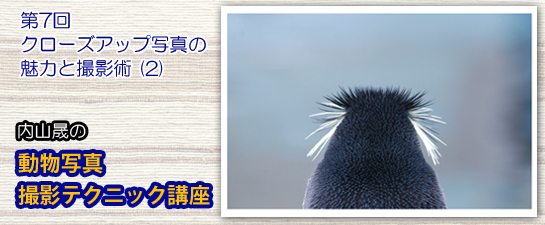 内山晟の 動物写真・撮影テクニック講座
