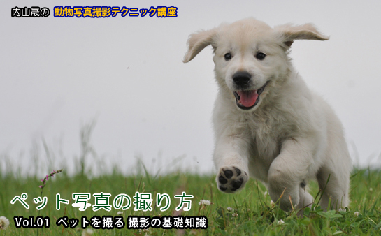 ペット写真の撮り方 内山晟の 動物写真・撮影テクニック講座