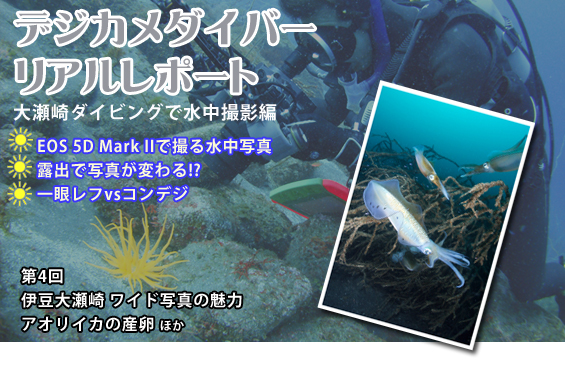 大瀬崎ダイビング 水中デジカメ撮影リアルレポート(4) 大瀬崎 アオリイカの産卵