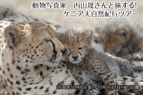 動物写真家 内山晟さんと旅する! ケニア大自然紀行ツアー