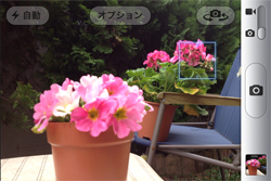 右奥の花にピントと露出を合わせた