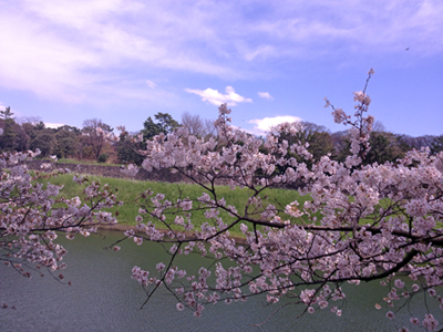 桜の撮影 iPhone 4S